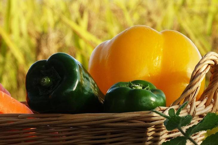 区民農園を知っていますか！？東京23区でも野菜の収穫や栽培が楽しめる、区民農園をご紹介！