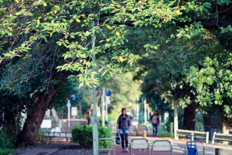 小平市グリーンロード