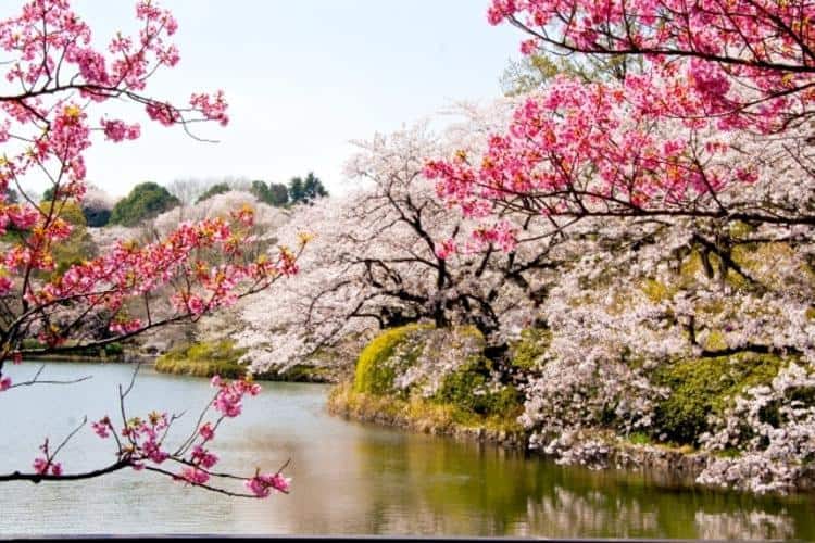 県立三ツ池公園