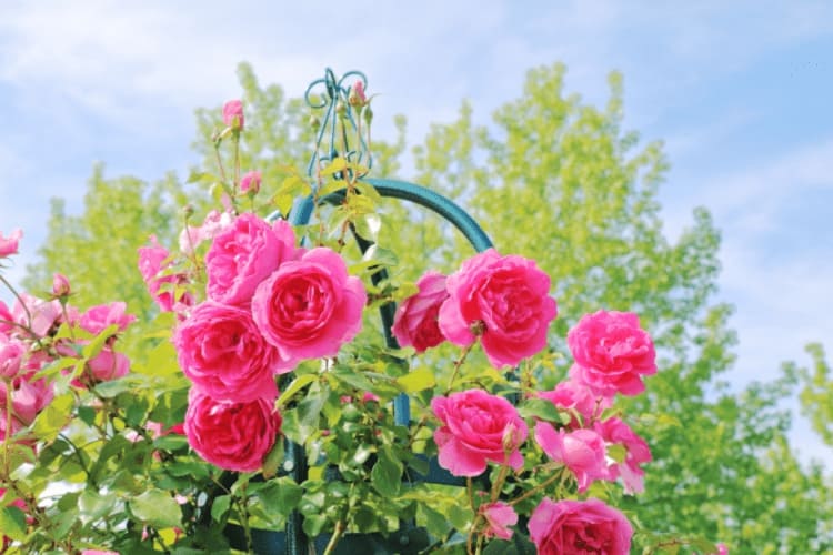 川口市立グリーンセンター