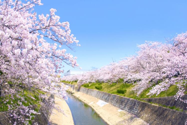 山崎川四季の道