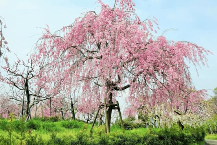 東谷山フルーツパーク