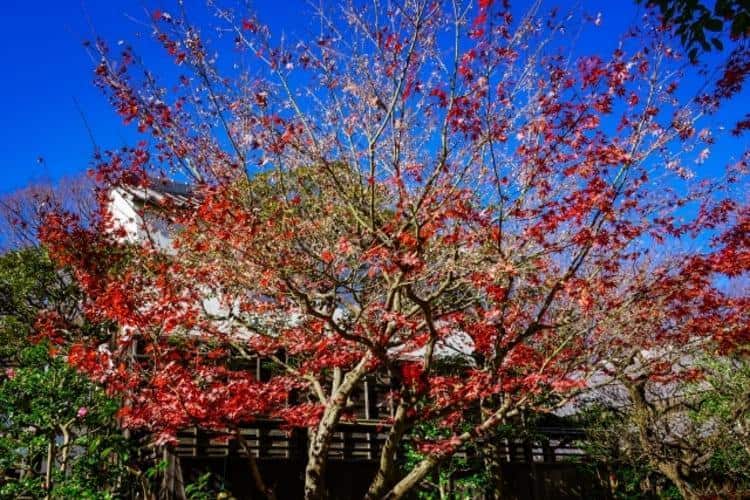 府中市郷土の森公園