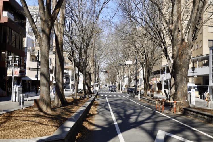 馬場大門のケヤキ並木