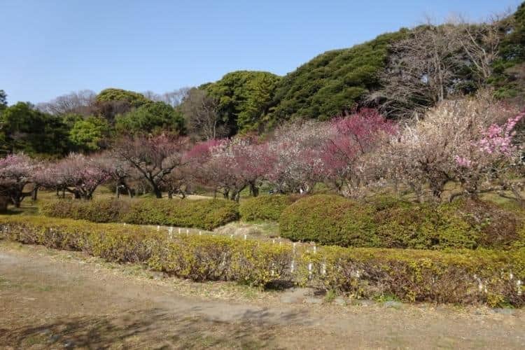 小石川植物園
