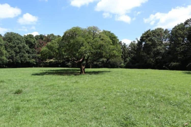 東高根森林公園