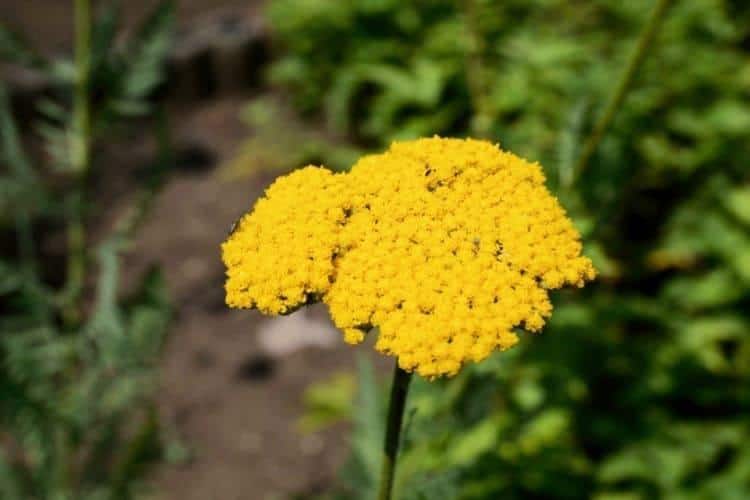 東京都薬用植物園