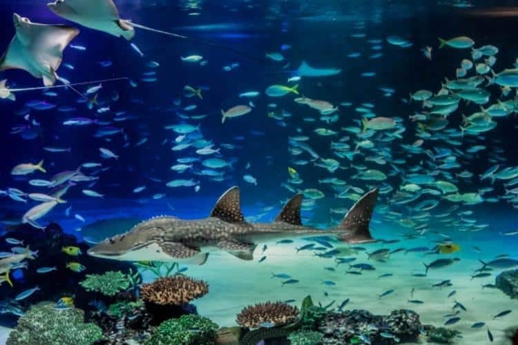 サンシャイン水族館
