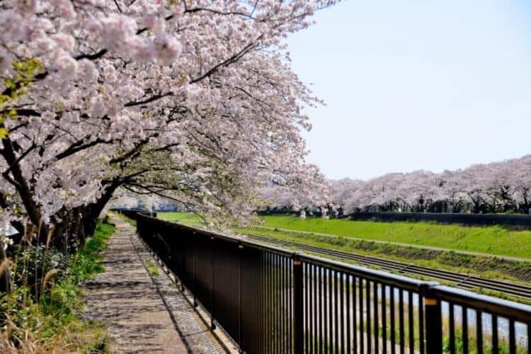 柏尾川プロムナード